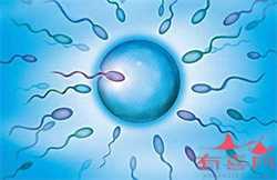 供卵试管三甲医院-试管代孕基本是双胞胎吗_在想找供卵试管女人-供卵试管能选